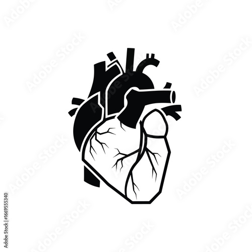 Detailed anatomical illustration of a human heart, showcasing its intricate vascular system.