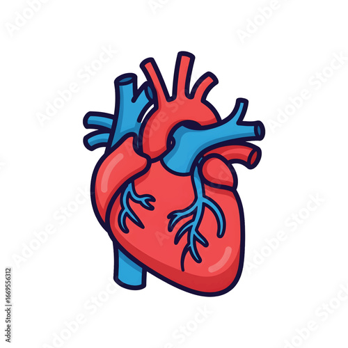 A vibrant cartoon illustration of a human heart, showcasing its anatomical structure with red arteries and blue veins.