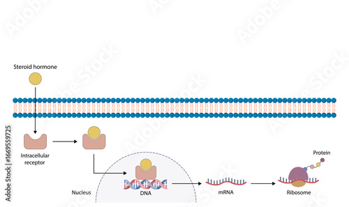 Steroid hormones mechanism of action. Steroids Bind to an intracellular receptor. Hormone-receptor complex activate gene transcription in the nucleus, followed by protein synthesis. Vector diagram.	