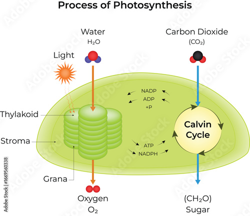 Photosynthesis Process A Detailed Illustration