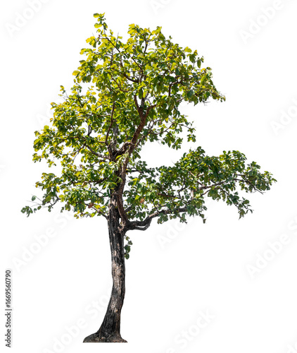 Tree isolated on transparent background with clipping path and alpha channel