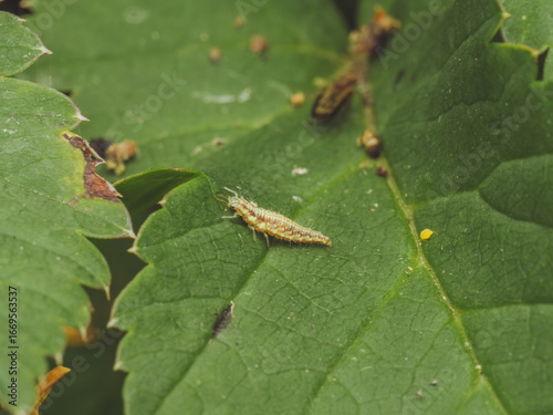 A lacewing larva (AKA Aphid Lion) on a leaf (Chrysoperla carnea)