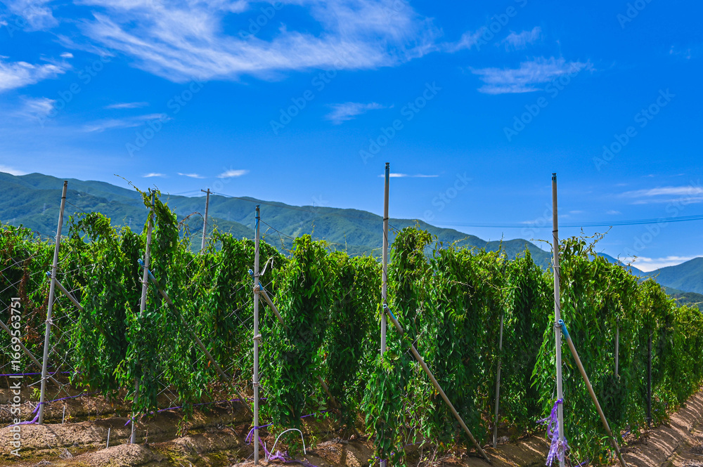 Fototapeta premium 長芋畑 山形村