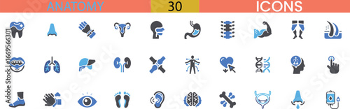 Collection of medical and anatomical icons representing human body parts and health concepts vector
