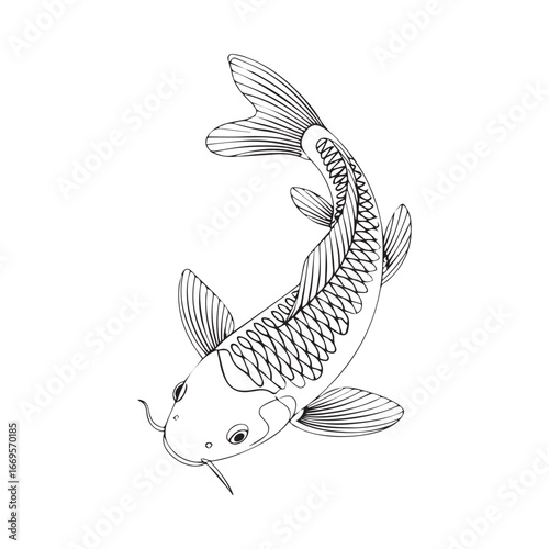 Continuous line of a koi carp fish .Single one line art of wild koi carp fish , One continuous line illustration of an koi carp fish isolated on white background.