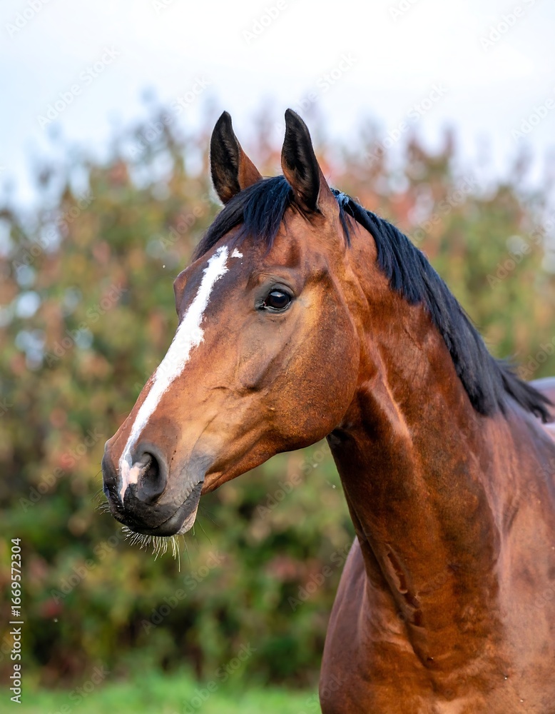 Obraz premium Chestnut Horse Portrait, Autumn Field