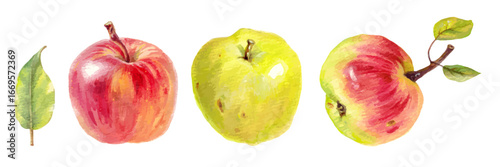 Watercolor apples and leaf isolated on white background. Hand-painted red and yellow fruits with branch and foliage. Autumn harvest illustration.