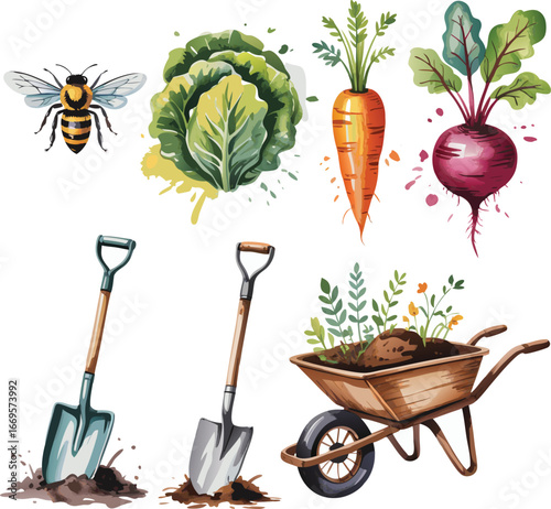 Watercolor Garden Illustration Cabbage, Carrot, Beetroot, Bee, Shovels and Wheelbarrow with Plants on White