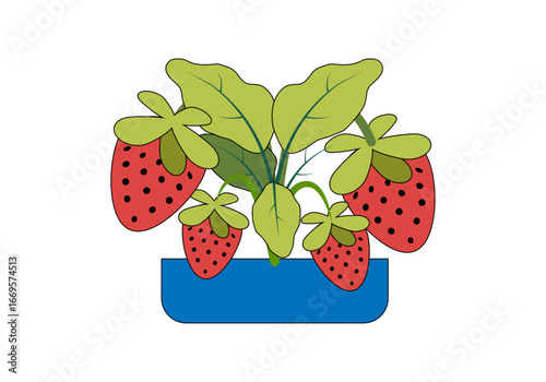 Planta de fresas en tiesto en fondo blanco