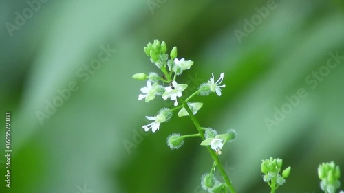 【山野草】ミズタマソウ (水玉草)：Circaea mollis　250818-1