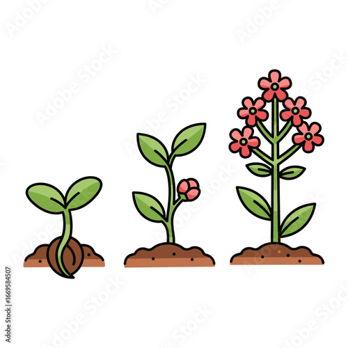 Colorful cartoon plant growth stages from seed to flowering plant illustration.