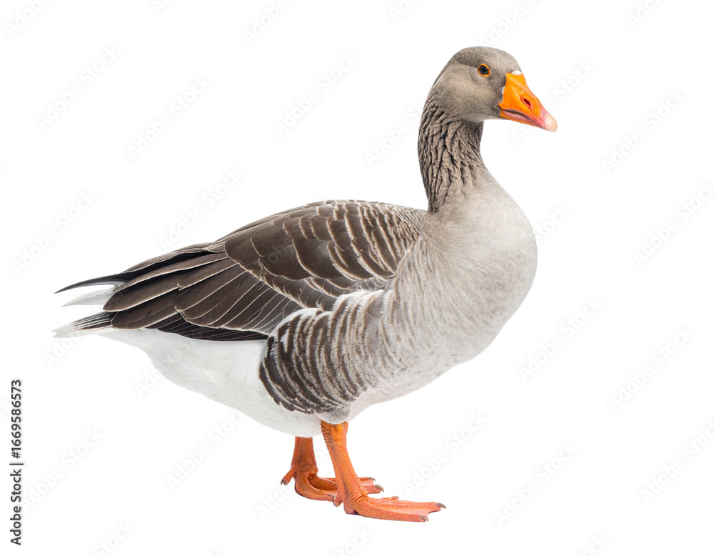 Fototapeta premium Realistic Goose PNG – Full-Body Bird Isolated on White Background