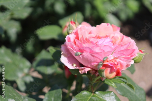 beetles eating pink rose petals