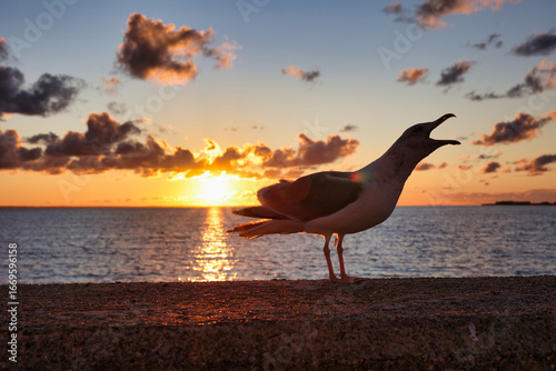 Mewa. Ptak. Morze bałtyckie. Zachód słońca