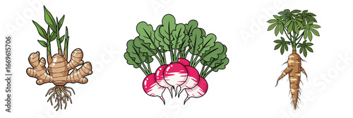 Illustration of various root vegetables: ginger, radish and celery in the form of a set icon