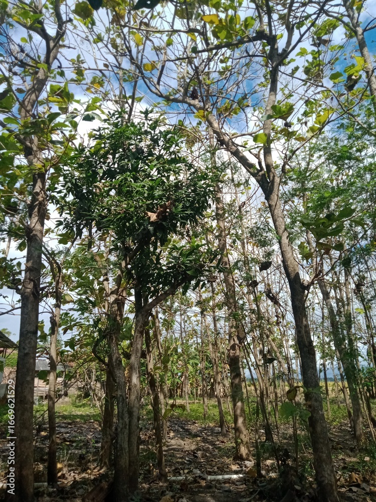 Fototapeta premium trees in the forest