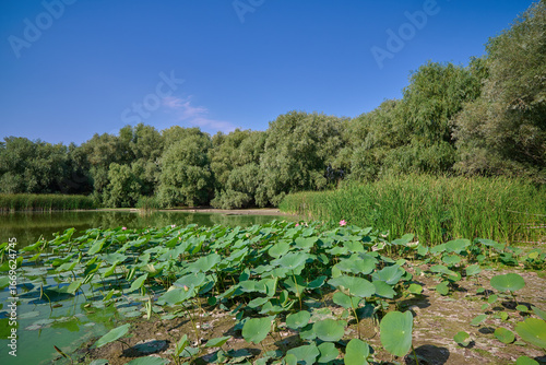Nelumbo nucífera