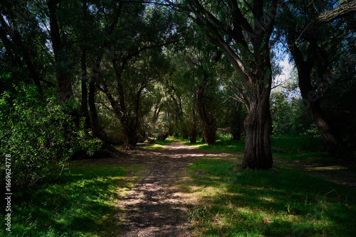 Forest path