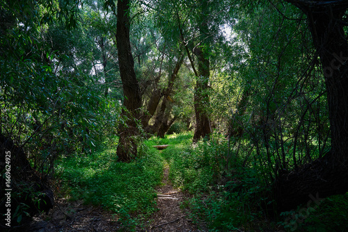 Path in the forest