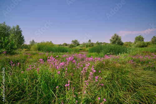 Lythrum salicaria