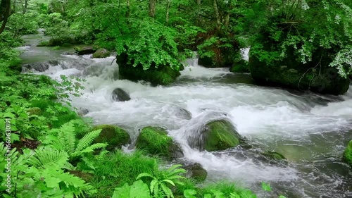 初夏の奥入瀬渓流・流れ（青森県・十和田市）