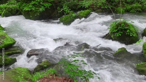 初夏の奥入瀬渓流・流れ（青森県・十和田市）
