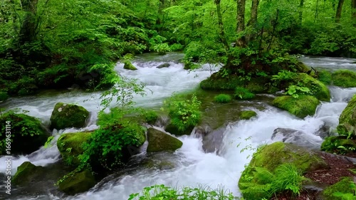 初夏の奥入瀬渓流・流れ（青森県・十和田市）