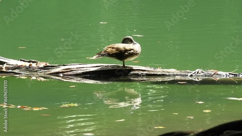 【動物・野鳥】野鳥のいる風景　250815-6