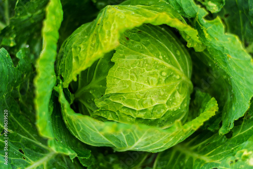 Fresh green cabbage head with water drops growing in a garden