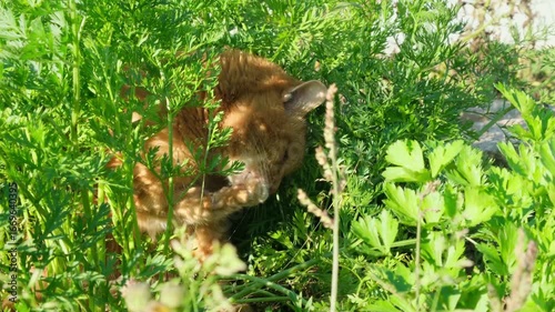 Beautiful ginger cat sits in the garden on a bed of carrots and washes her face on a summer day. Behavior of cats in nature