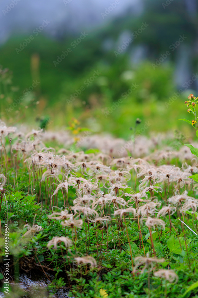 Obraz premium 千畳敷カールに咲く高山植物チングルマの群生風景