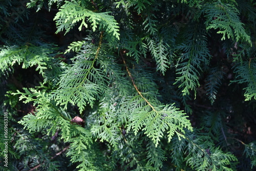 Lebensbaum