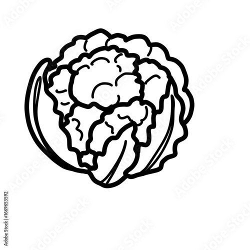 Hand drawn cauliflower  outline