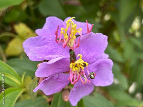 A vibrant close-up of a Melastoma affine flower with delicate purple petals and striking yellow and pink stamens against a lush green background. Ideal for botanical, nature, and garden-themed project