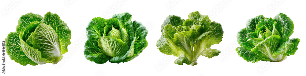Fototapeta premium Four heads of fresh romaine lettuce isolated on transparent background