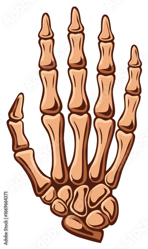 Cartoon Human Hand Bones Illustration Anatomy Halloween Spooky Decoration