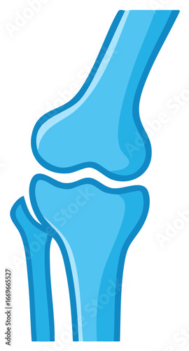 Illustration of Articulated Human Knee Joint Bone Structure in Light Blue Tones