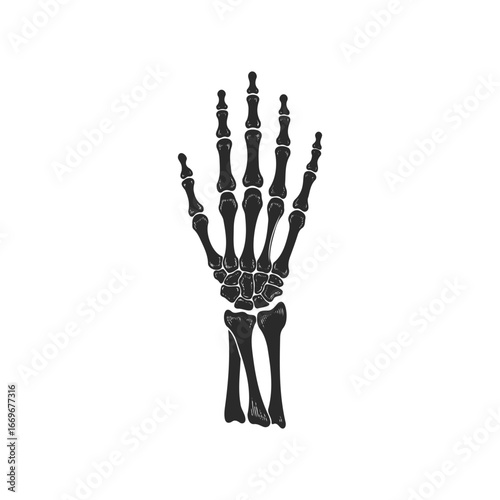 Detailed illustration of a human hand skeleton on white background