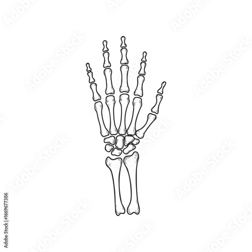 Detailed sketch of a human hand skeleton anatomy on white background