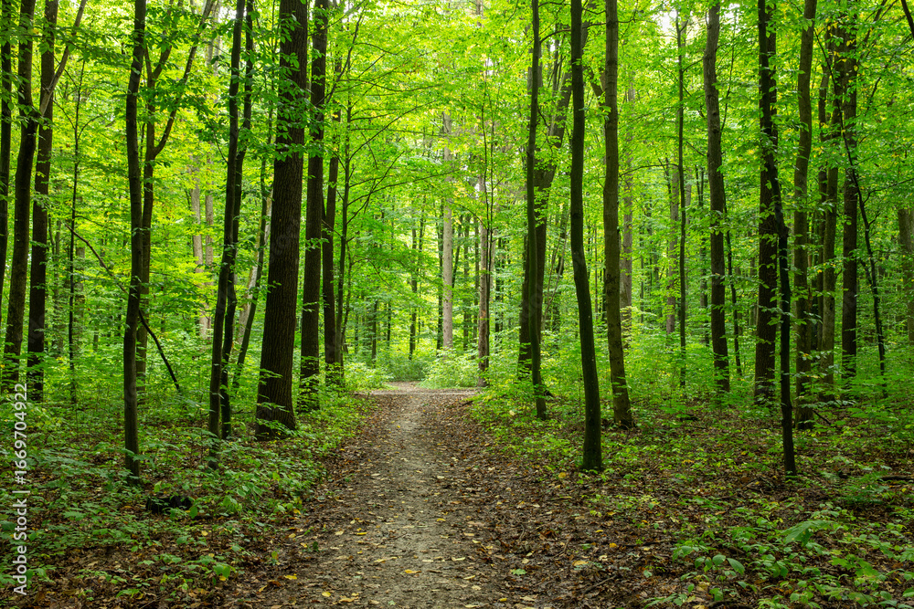 Obraz premium Path in green summer forest