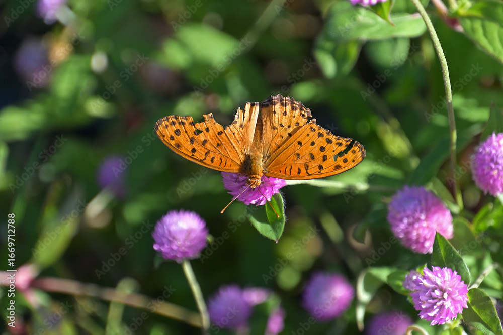 Obraz premium 随分翅が傷んだ雄のツマグロヒョウモン