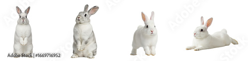 Group of four white rabbits with soft grey accents in various poses showing playful and calm expressions
