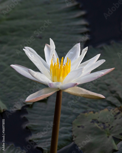 White Water lily in pond