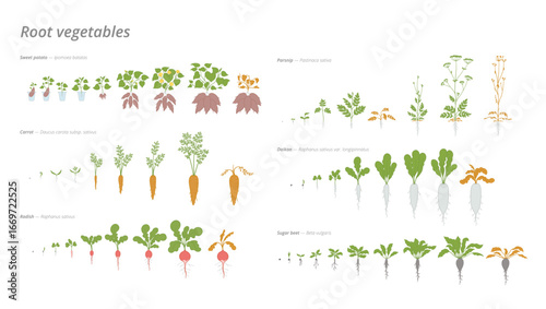 Stages of growth of various root vegetables showcasing their development process