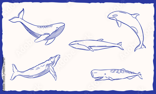whale animal illustration sketch hand drawn collection set
