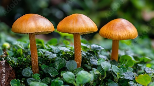 Three small, orange-brown mushrooms stand in a bed of green foliage