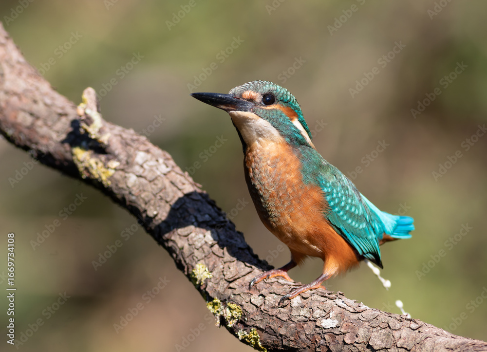 Fototapeta premium Common kingfisher, Alcedo atthis. A bird sits on a branch, releasing a stream of excrement