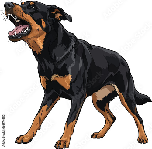Beauceron dog protective barking guarding stance illustration
