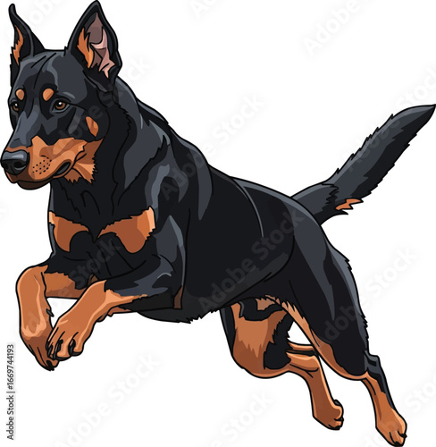 Athletic Beauceron dog jumping or leaping vector illustration