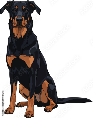 Beauceron dog sitting cute facing front vector illustration